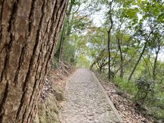 -上海佘山国家森林公园天马山园