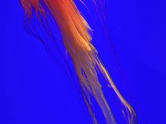 -上海海洋水族馆
