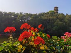 -深圳仙湖植物园
