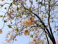 -成都市活水公园