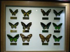 -上海昆虫博物馆