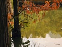 -深圳仙湖植物园