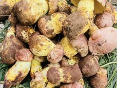 -云南木水花野生菌交易中心