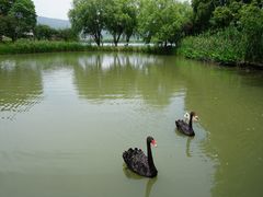 -长兴太湖图影湿地文化园