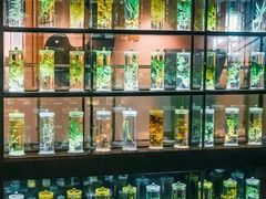 -广东中医药博物馆