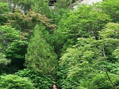 -白水寺森林公园