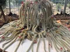 -南通洲际绿博园