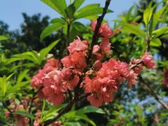 -桃花涧