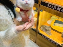 -欣宠猫屋·矮脚拿破仑·蓝金金渐层