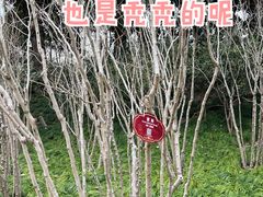 -嘉定紫藤园