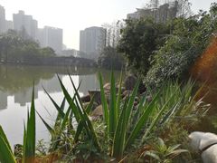 -四海公园(南山区)