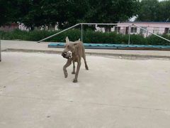 -宠物寄养训练学校