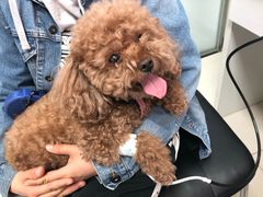 -利又安动物医院··老年病·猫科犬科·中兽医