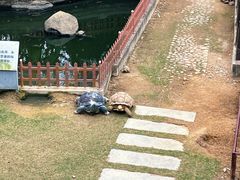 -广东惠东海龟国家级自然保护区
