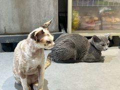 -琪喵猫屋·撸猫猫咖·猫舍