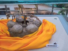 -诸城市恐龙博物馆