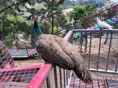 -西霞口神雕山野生动物世界