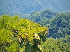 -王顺山国家森林公园