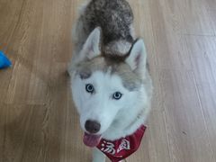 -Husky Go! 哈士奇体验馆·宠物咖啡厅狗咖