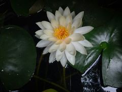 -符淼淼火锅(宽窄巷子店)