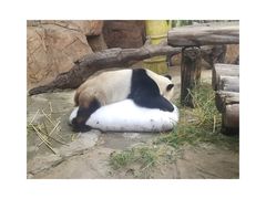 -广州长隆野生动物世界