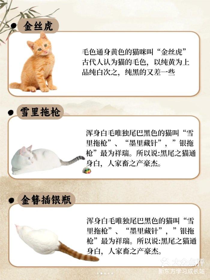 来看你的猫猫在古代叫什么古代猫咪花名册