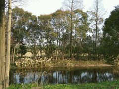 -上海长兴岛郊野公园