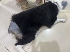 -申普宠物医院·眼科·心内科·影像科(普陀分院)