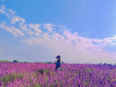 -空港花田景区