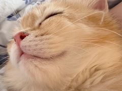 -欣宠猫屋·矮脚拿破仑·蓝金金渐层