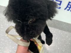 -心仪动物医院·牙专科·肿瘤·心脏科(西客站院)