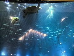 -海棠湾洲际-涛·海底餐厅·美人鱼·自助餐·海底隧道