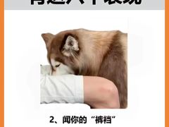 -唐小姐の猫狗洗护·购宠旗舰店(周浦万达店)