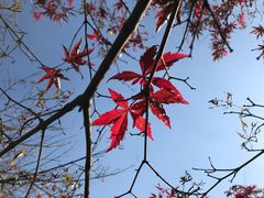 -巴厘龙虾·榜首油焖大虾(洞庭·艺术洋房店)