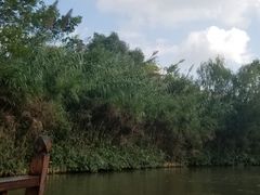 -溱湖国家湿地公园