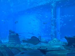 -亚特兰蒂斯•OSSIANO奥西亚诺海底餐厅