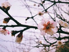 -香雪海