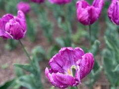 -北京世界花卉大观园