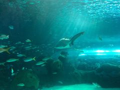 -瑞普利水族馆