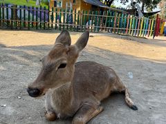 -广东花都香草世界旅游度假区