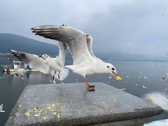 -海埂大坝