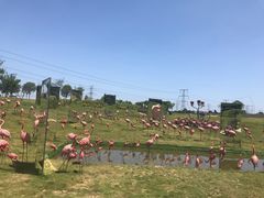 -紫颐香薰山谷景区