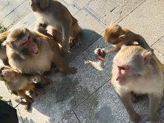 -黔灵山公园