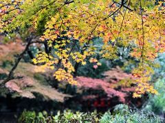 -上海共青森林公园