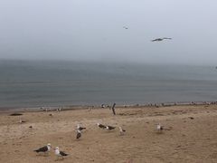 -海驴岛(荣成市)