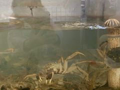 -七的湖·晚芳亭·阳澄湖农家菜·大闸蟹(莲花岛店)
