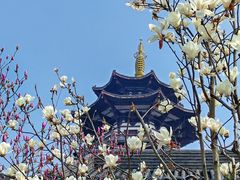 -洋湖国家湿地公园