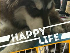 -中农大我爱我爱24h动物医院·中医针灸·猫专科·骨科医疗中心(双井店)