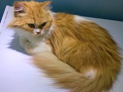 -喵的天空名猫咖啡馆·撸猫·猫舍·用品