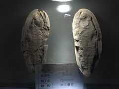 -金钉子远古世界景区